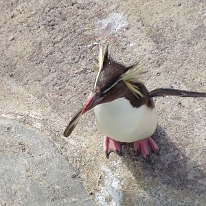 Northern rockhopper penguin 19.7.23