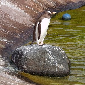Gentoo penguin on a rock 19.7.23