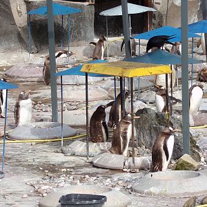 Gentoo penguins nesting 19.7.23
