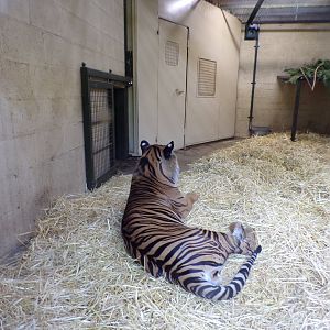 Sumatran tiger 19.7.23