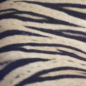 Sumatran tiger fur close up 19.7.23