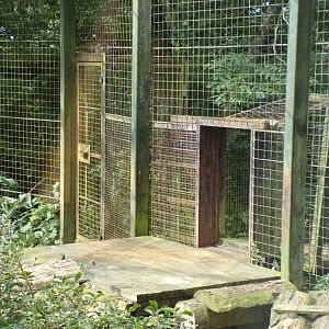 Sumatran tiger access tunnel to other enclosure 19.7.23