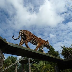 Sumatran tiger climbing overhead 19.7.23