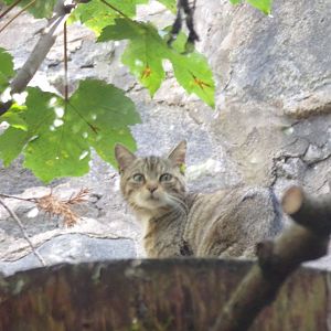 Scottish wildcat 19.7.23