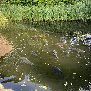 Common carp in chimpanzee moat 20.7.23