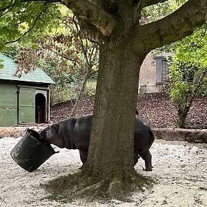 Pygmy hippo feeding 20.7.23