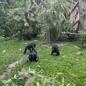 Chimpanzee troop 20.7.23