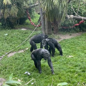 Chimpanzee troop 20.7.23