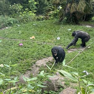 Chimpanzee “Velu” 20.7.23