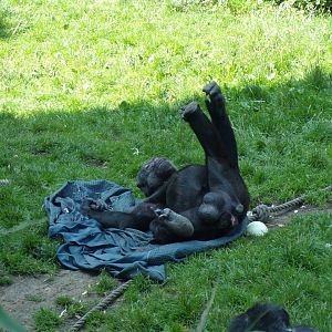 Chimpanzee “Qafzeh” relaxing 20.7.23