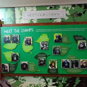 Chimpanzee troop as of 20.7.23