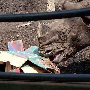 Indian Rhinoceros “Qabid” eating cardboard 20.7.23