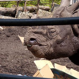 Indian rhinoceros “Qabid” eating cardboard 20.7.23