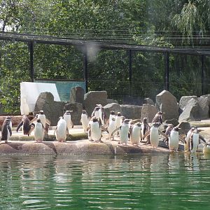 Gentoo penguin colony 20.7.23