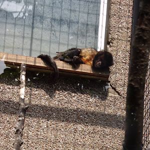 Yellow-breasted capuchin 20.7.23