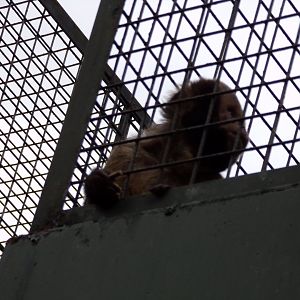 Yellow-breasted capuchin 20.7.23