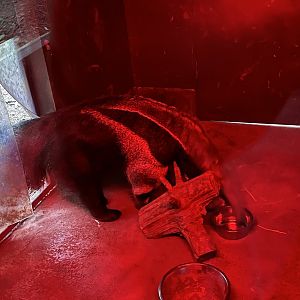 Giant anteater in the evening 22.7.23