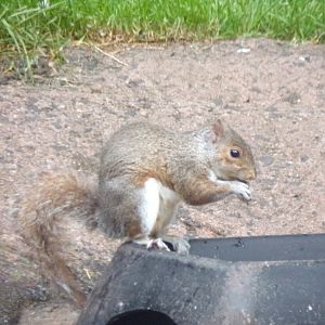 Grey squirrel in flamingo enclosure in the evening 22.7.23