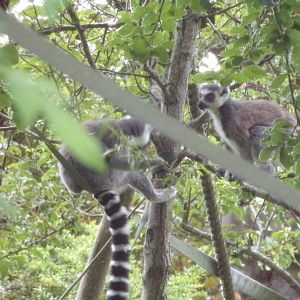 Ring-tailed lemurs in the evening 22.7.23