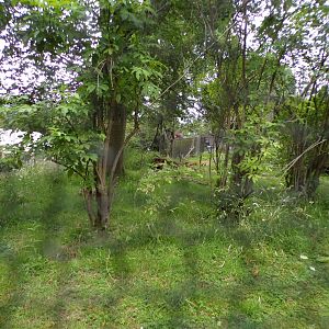 Ring-tailed and Red-bellied lemur enclosure in the evening 22.7.23