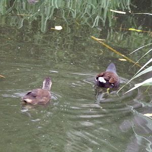 Moorhens in chimpanzee moat in the evening 22.7.23