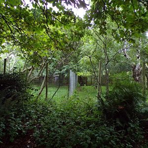 Cassowary enclosure in the evening 22.7.23