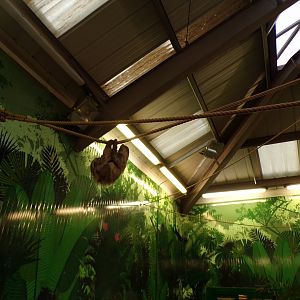 Sloth house in the evening 22.7.23