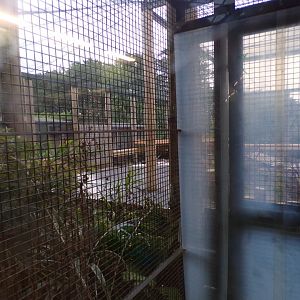 Meerkat temporary enclosure in the evening 22.7.23
