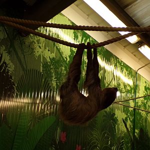 Linne’s two toed sloth in the evening 22.7.23
