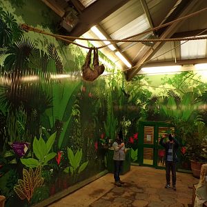 Sloth hanging overhead in the evening 22.7.23