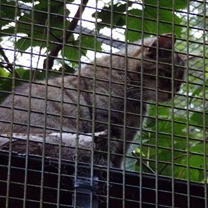 Scottish wildcat in the evening 22.7.23