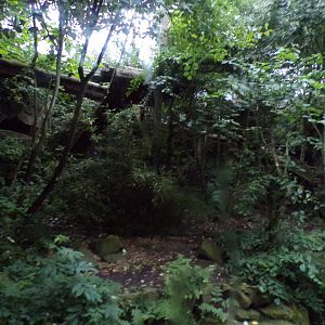 Older sumatran tiger enclosure in the evening 22.7.23