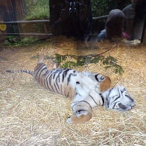 Sumatran tiger resting in the evening 22.7.23