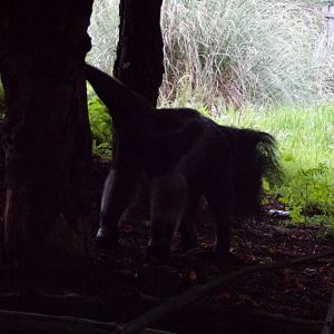 Giant anteater in the evening 22.7.23