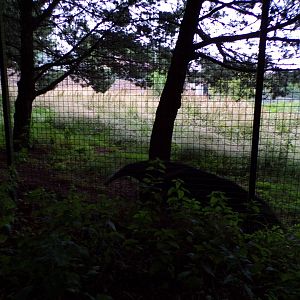 Giant anteater in the evening 22.7.23