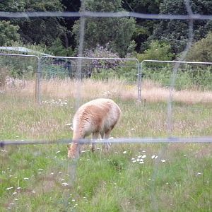 Vicuña in the evening 22.7.23