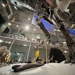 Tyrannosaurus rex skeleton with triceratops bone 29.7.23