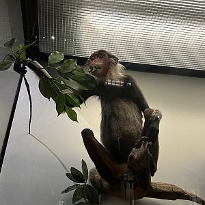 Red-shanked douc langur 29.7.23