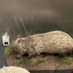 hairy nosed wombat 29.7.23