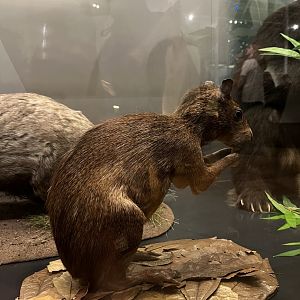 Azara’s agouti 29.7.23