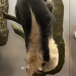 Tamandua 29.7.23