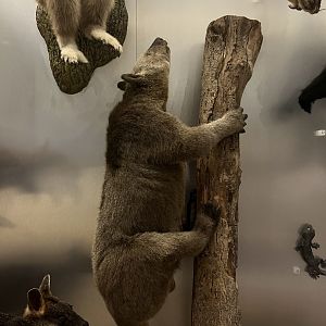 Doria’s tree kangaroo 29.7.23