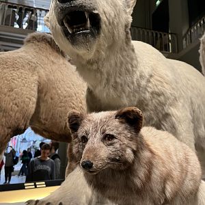 Arctic fox and polar bear 29.7.23