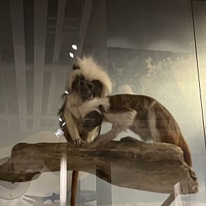 Cotton topped tamarins 29.7.23