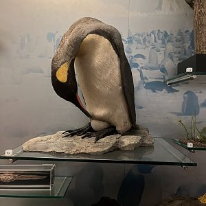 King penguin 29.7.23