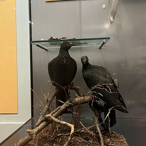 Can’t remember these birds? 29.7.23