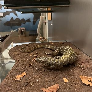 Can’t remember which type of monitor 29.7.23