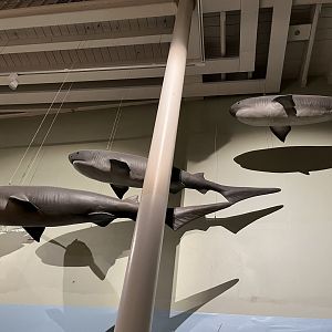 Sixgill shark 29.7.23