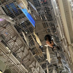 View of suspended animals 29.7.23