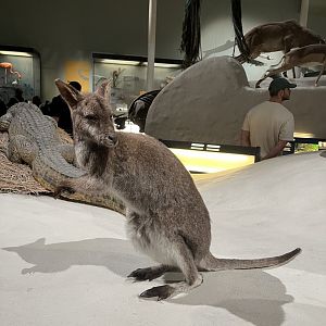 Bennett’s wallaby 29.7.23